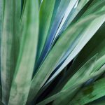Ontwerpend leren met biomimicry