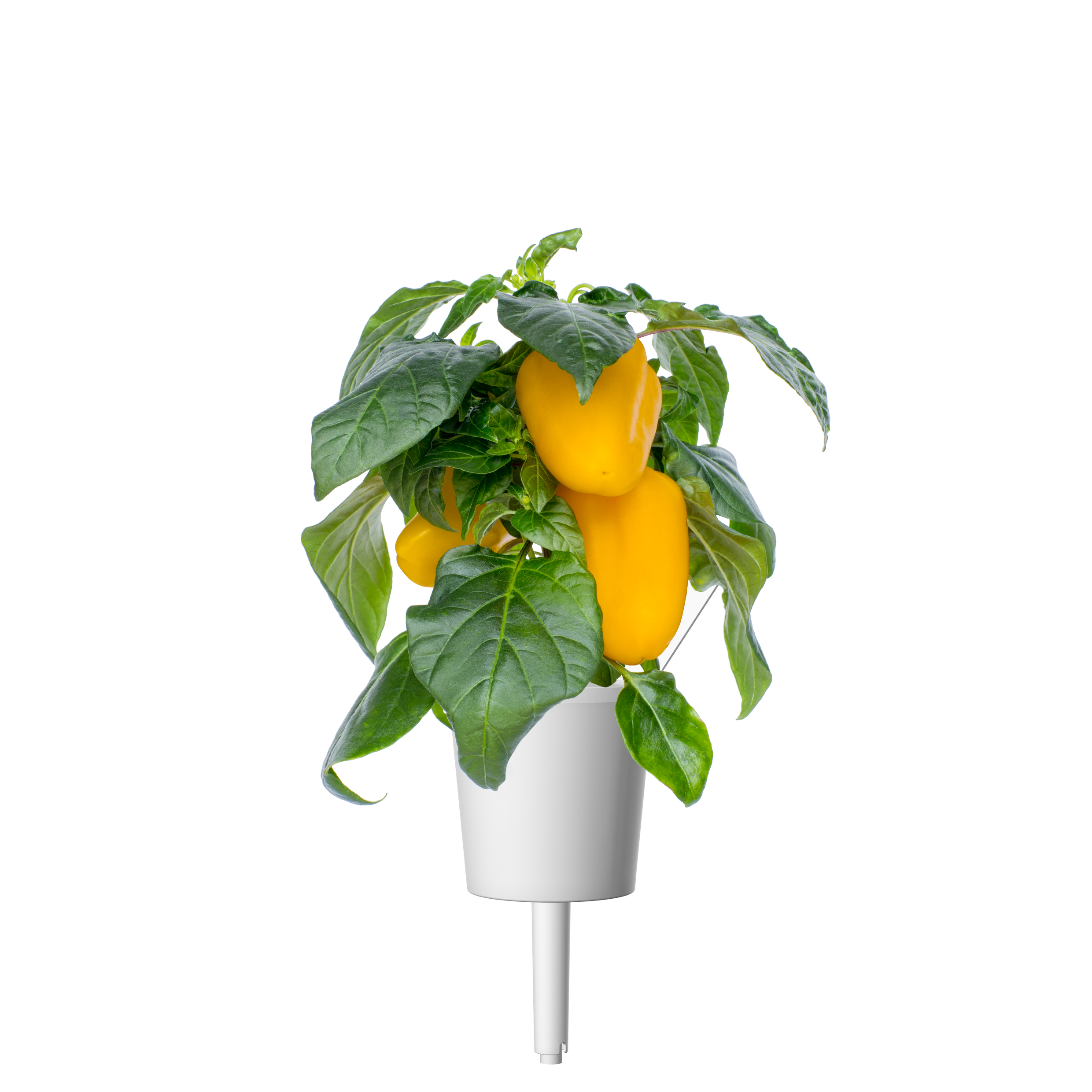 Click & Grow Gele Paprika Pods