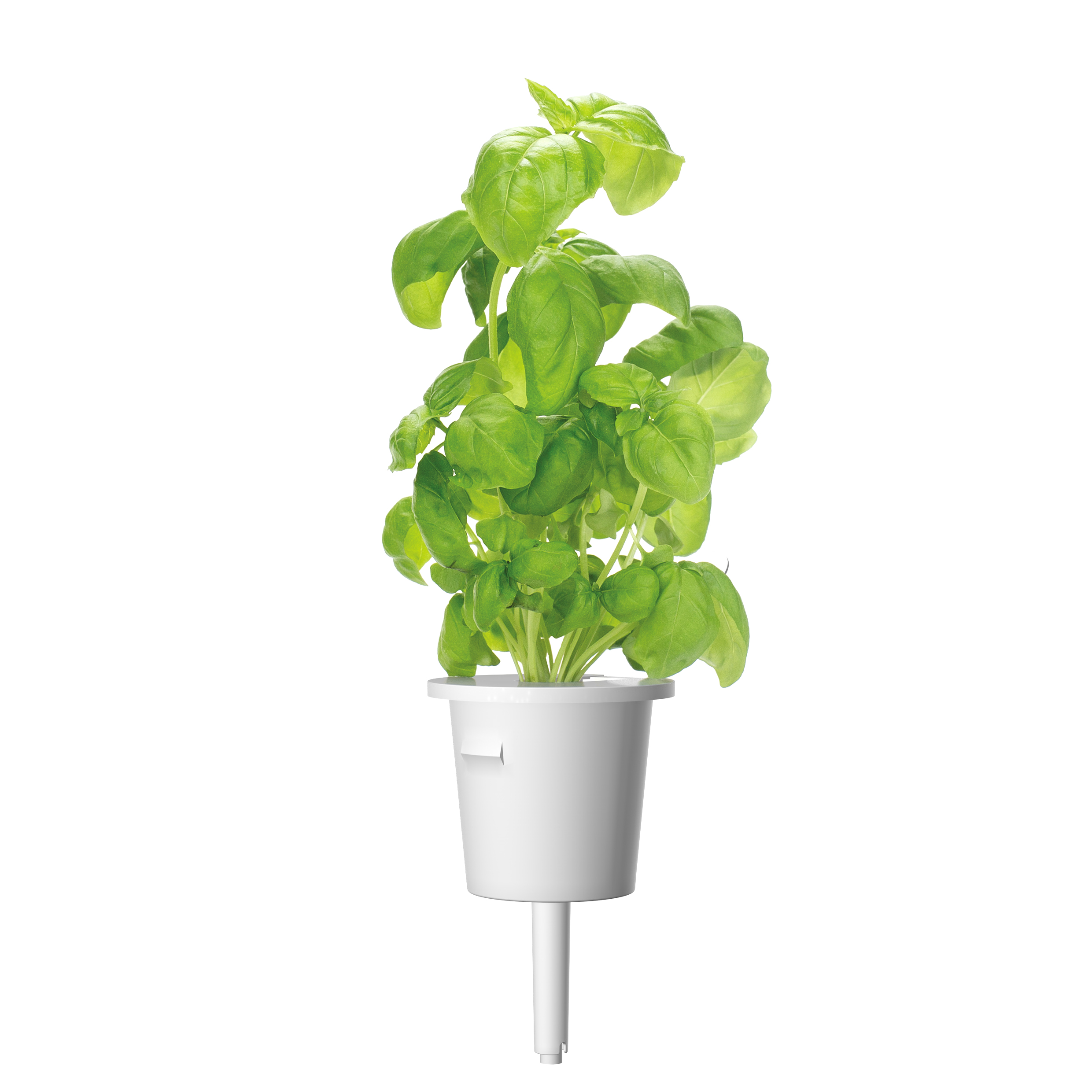 Click & Grow Basilicum 3-pack