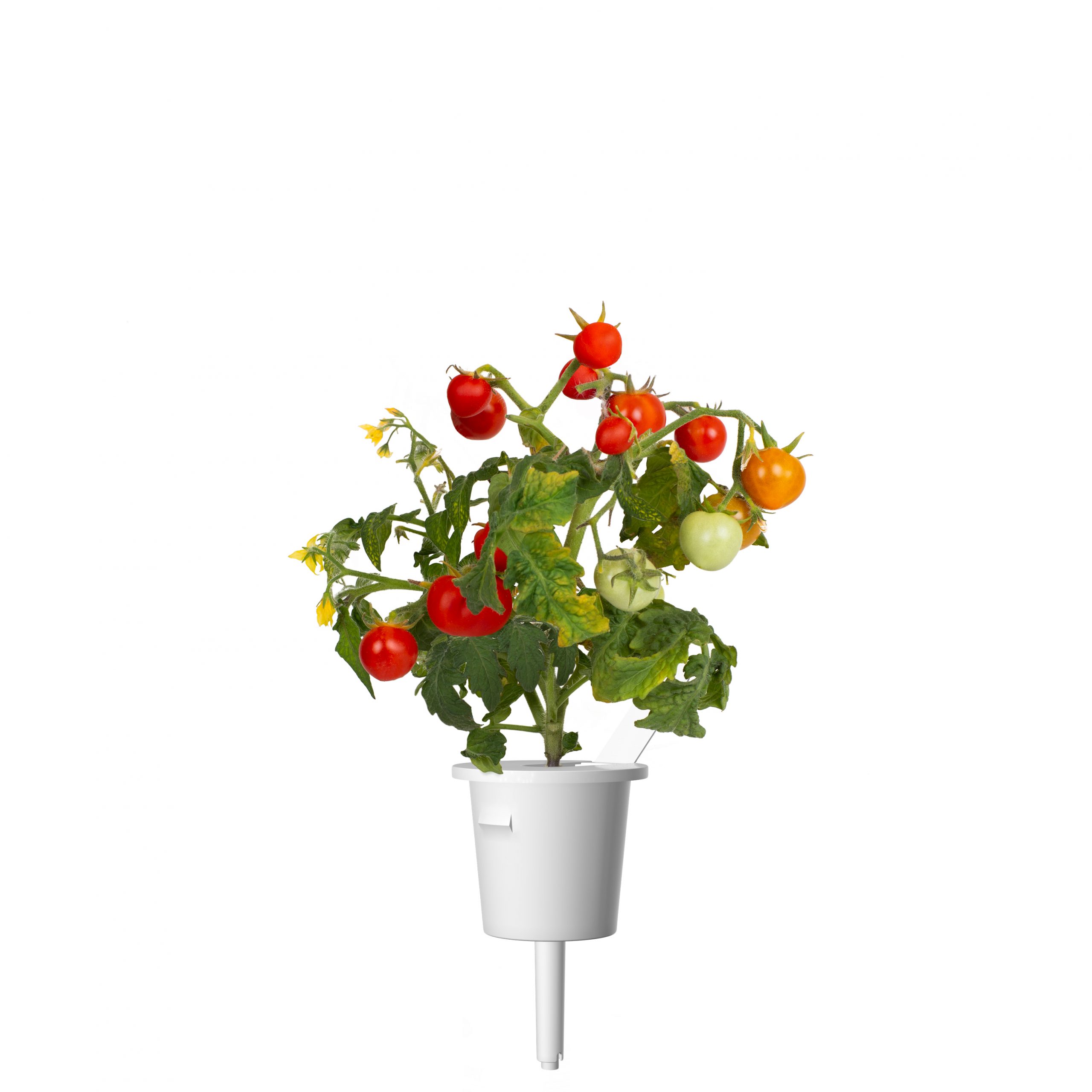 Click & Grow Mini Tomaat Pods