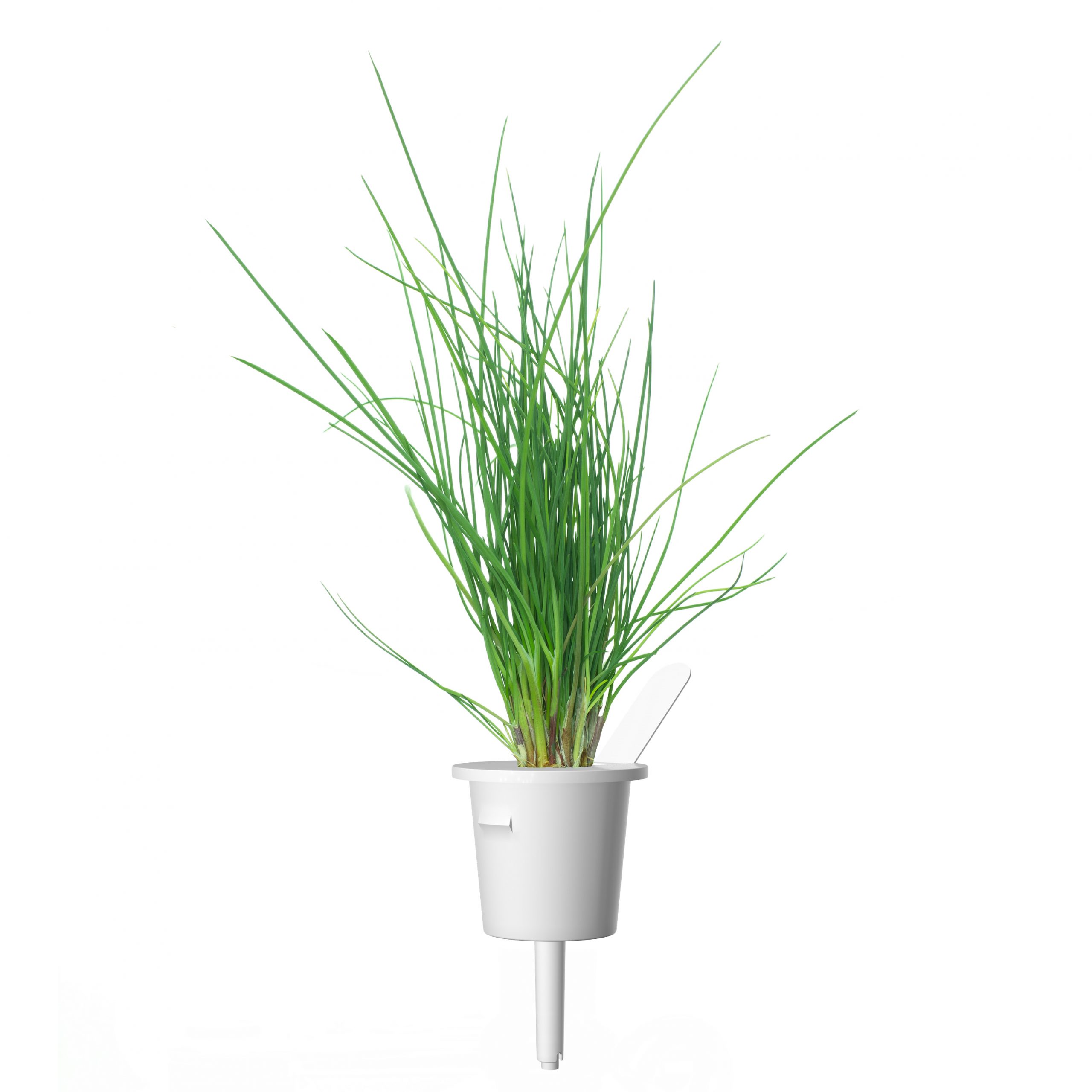 Click & Grow Bieslook Pods