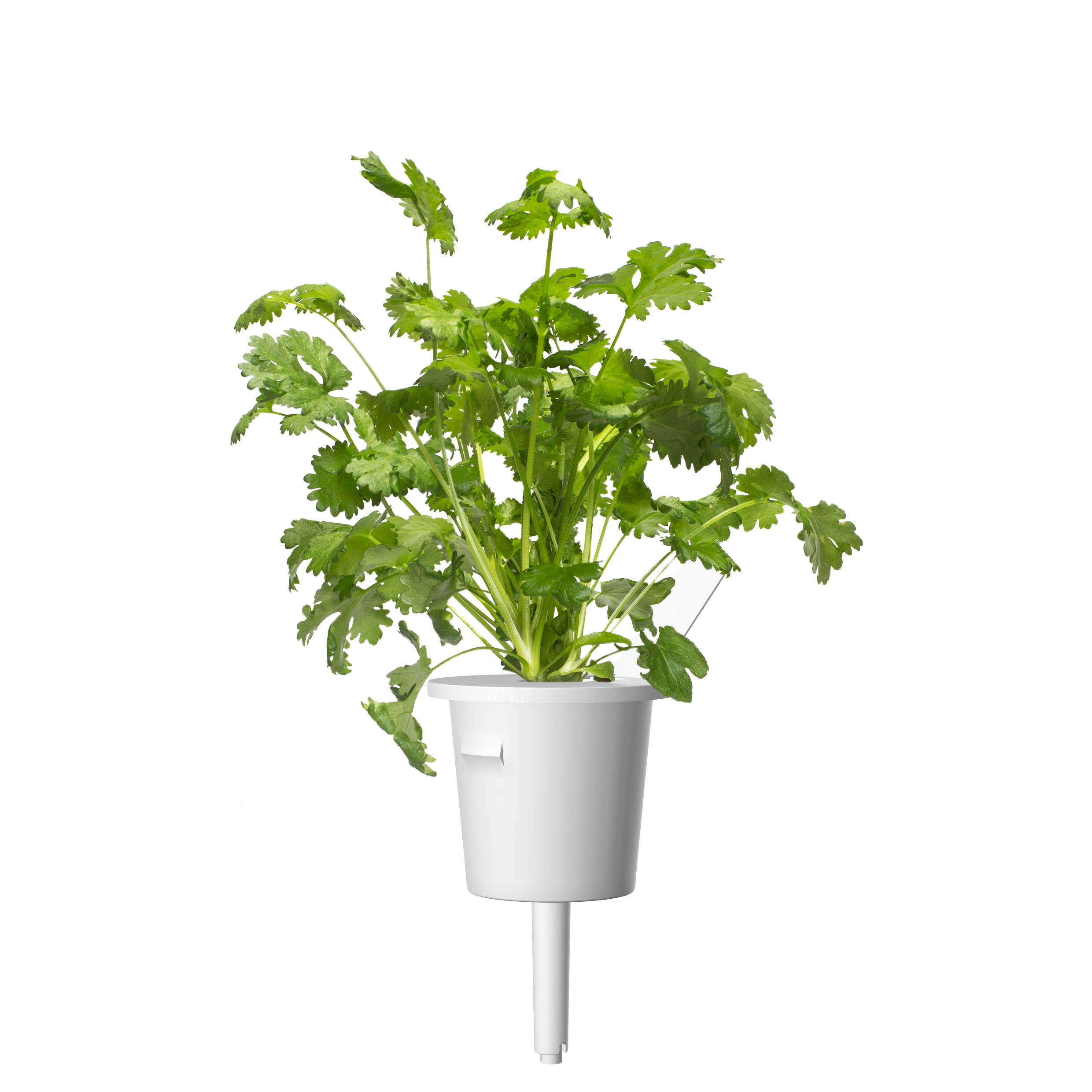 Click & Grow Koriander Pods