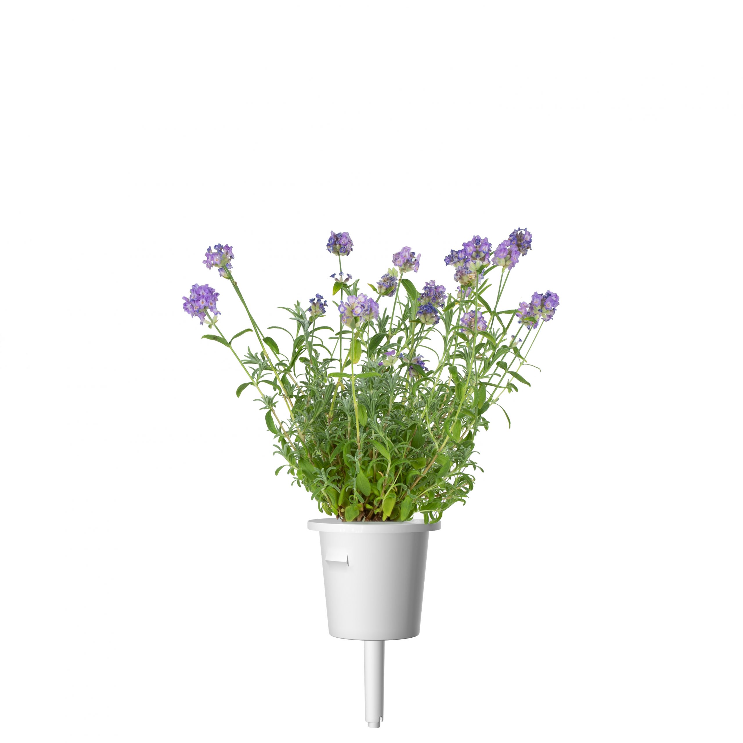 Click & Grow Lavendel Pods