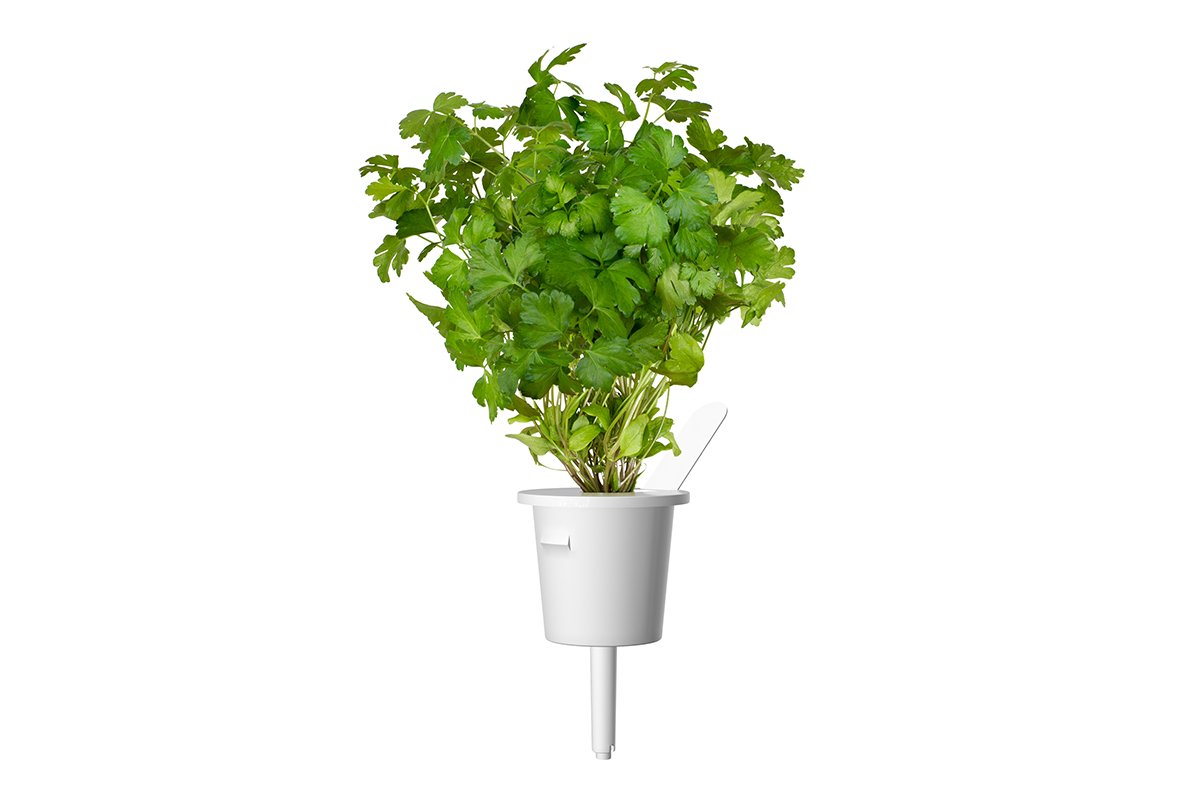 Click & Grow Peterselie Pods