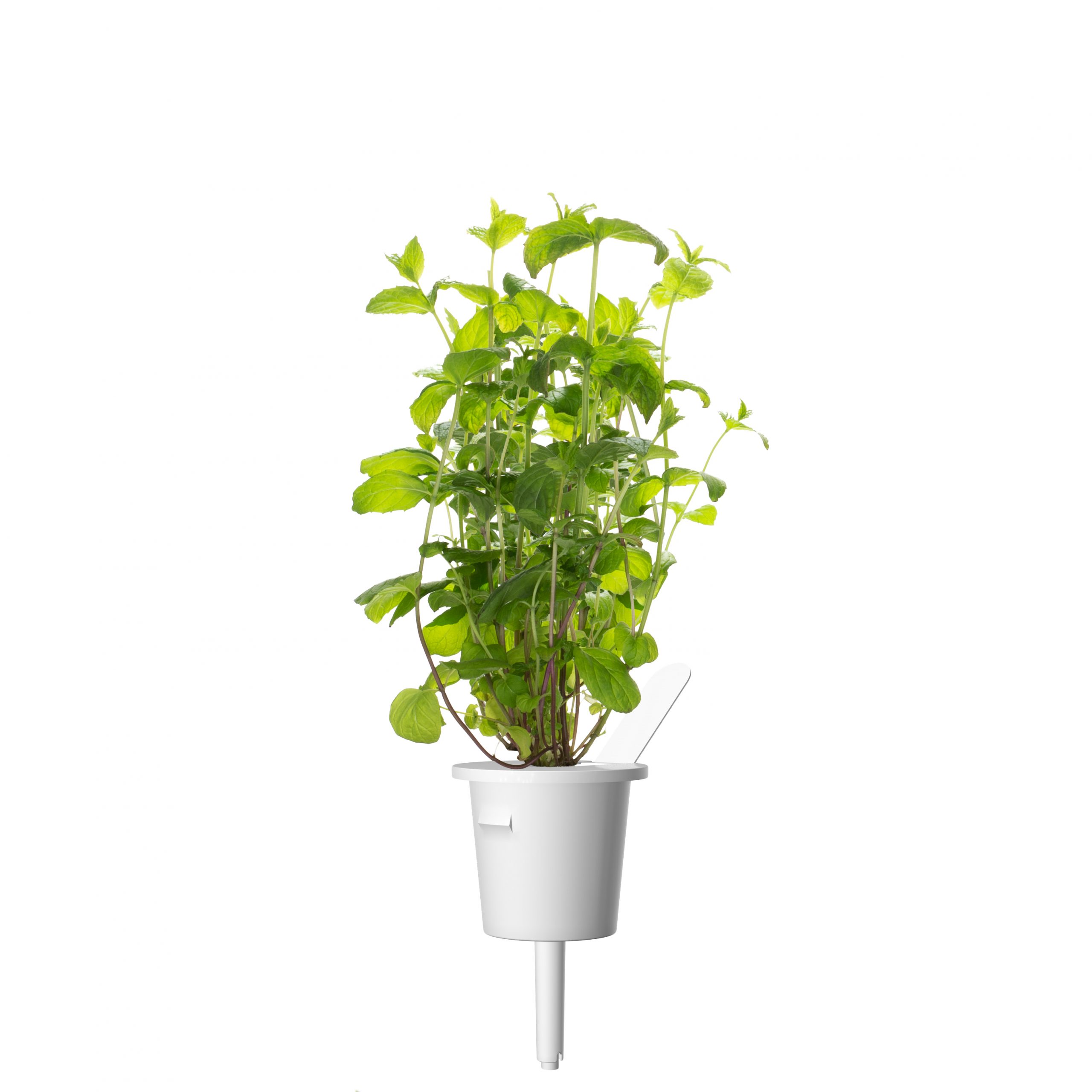 Click & Grow Pepermunt Pods