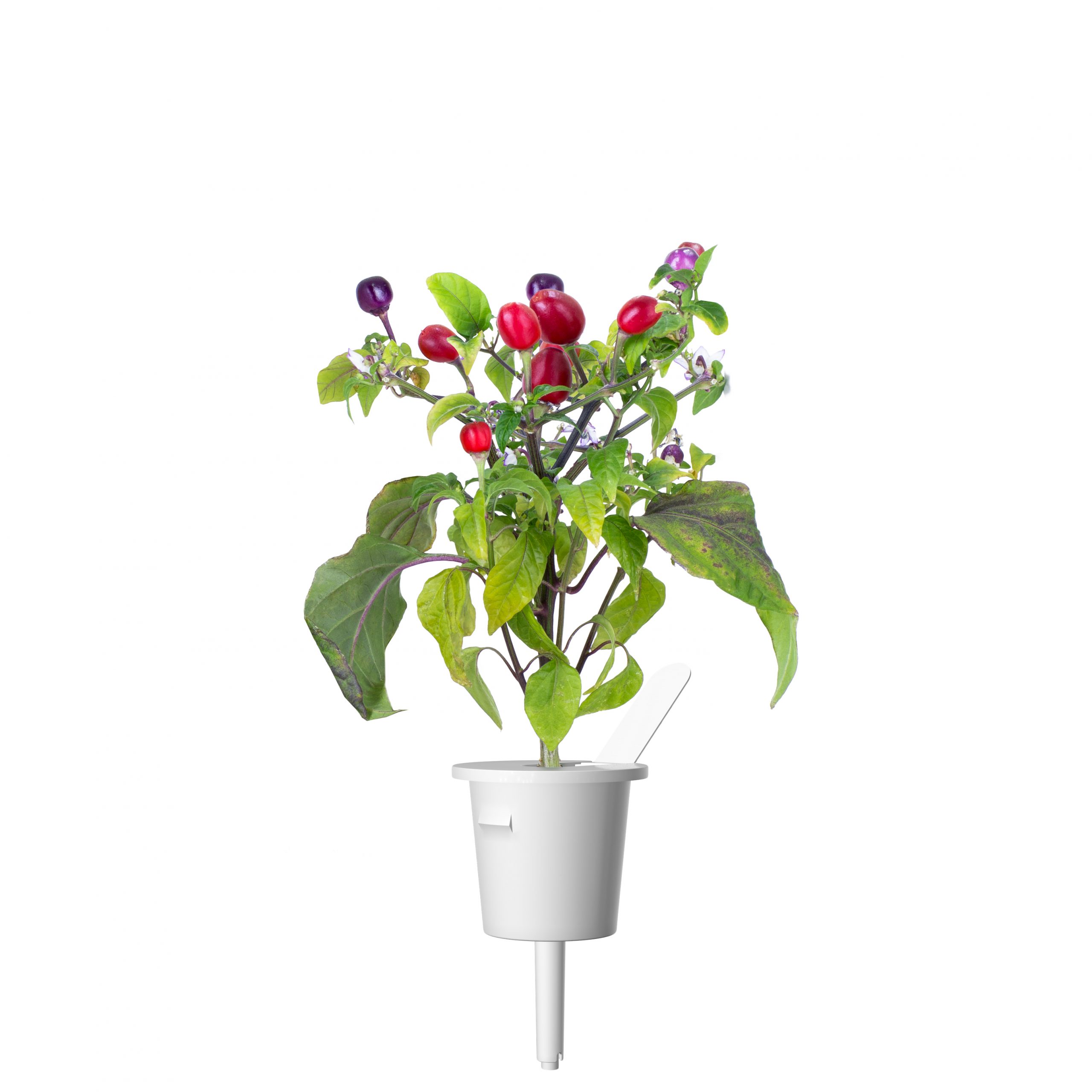 Click & Grow Paarse Chili Pods