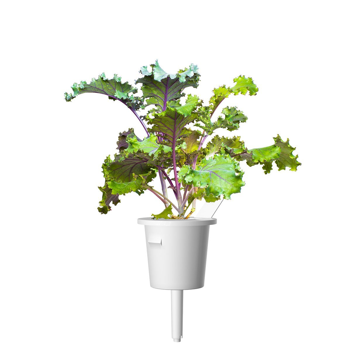 Click & Grow Rodekool Pods