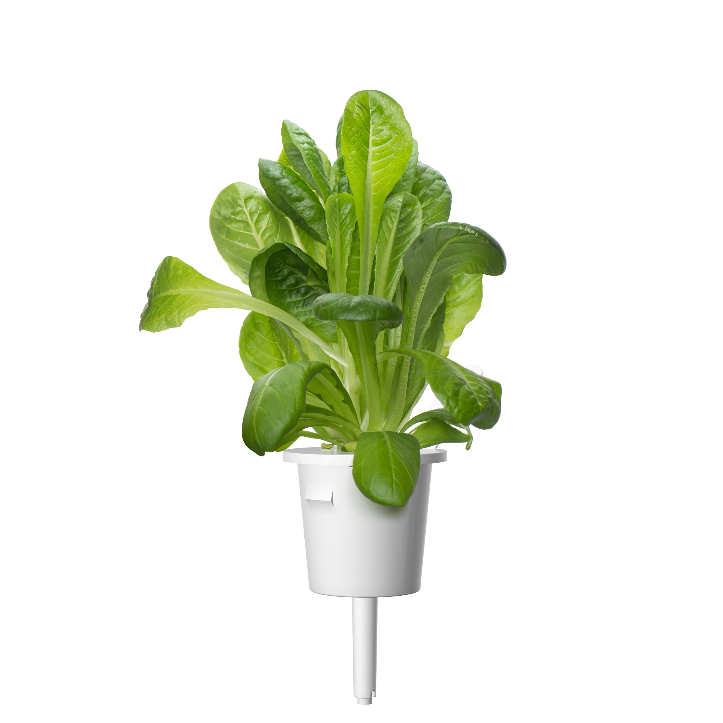 Click & Grow Bindsla Pods