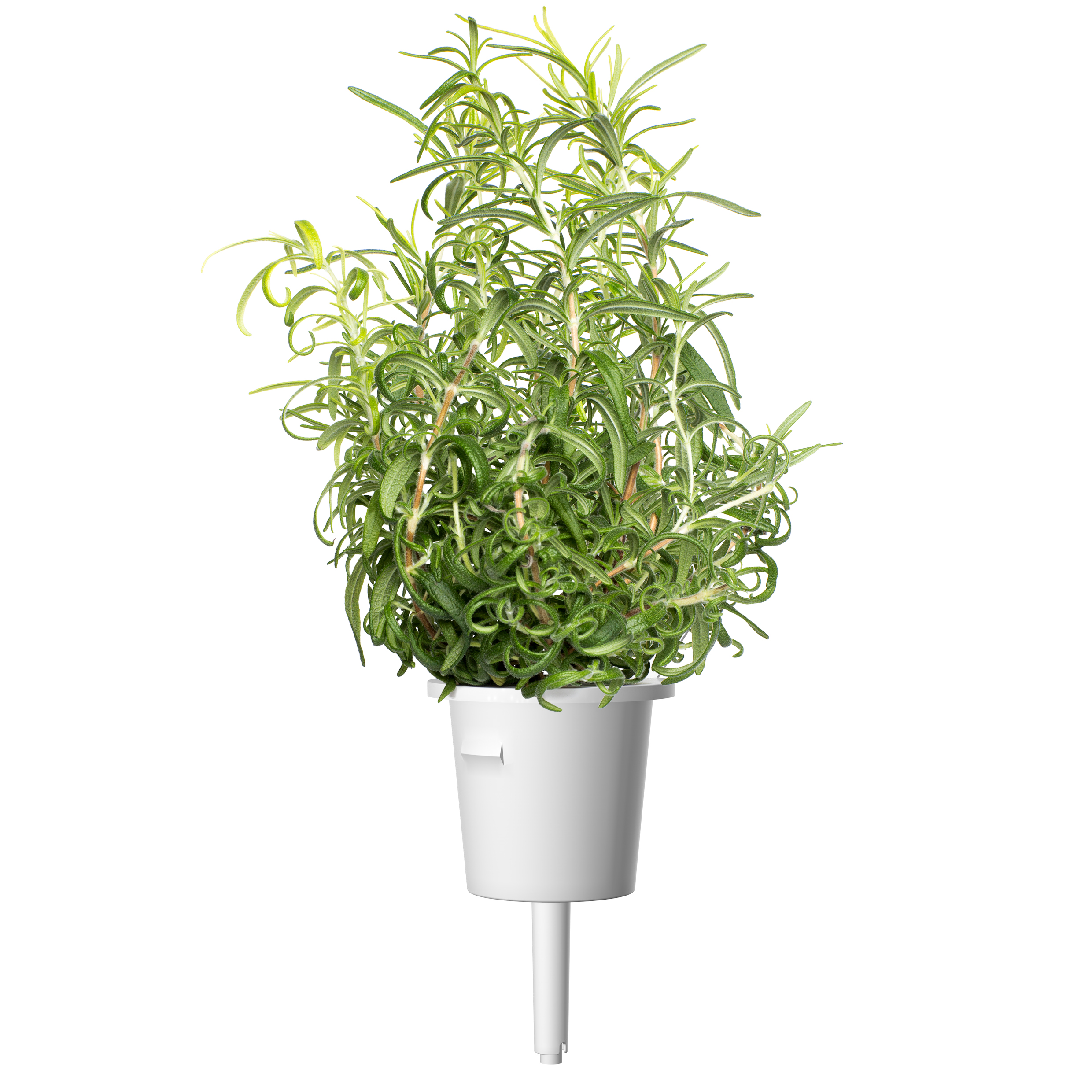 Click & Grow Rozemarijn Pods