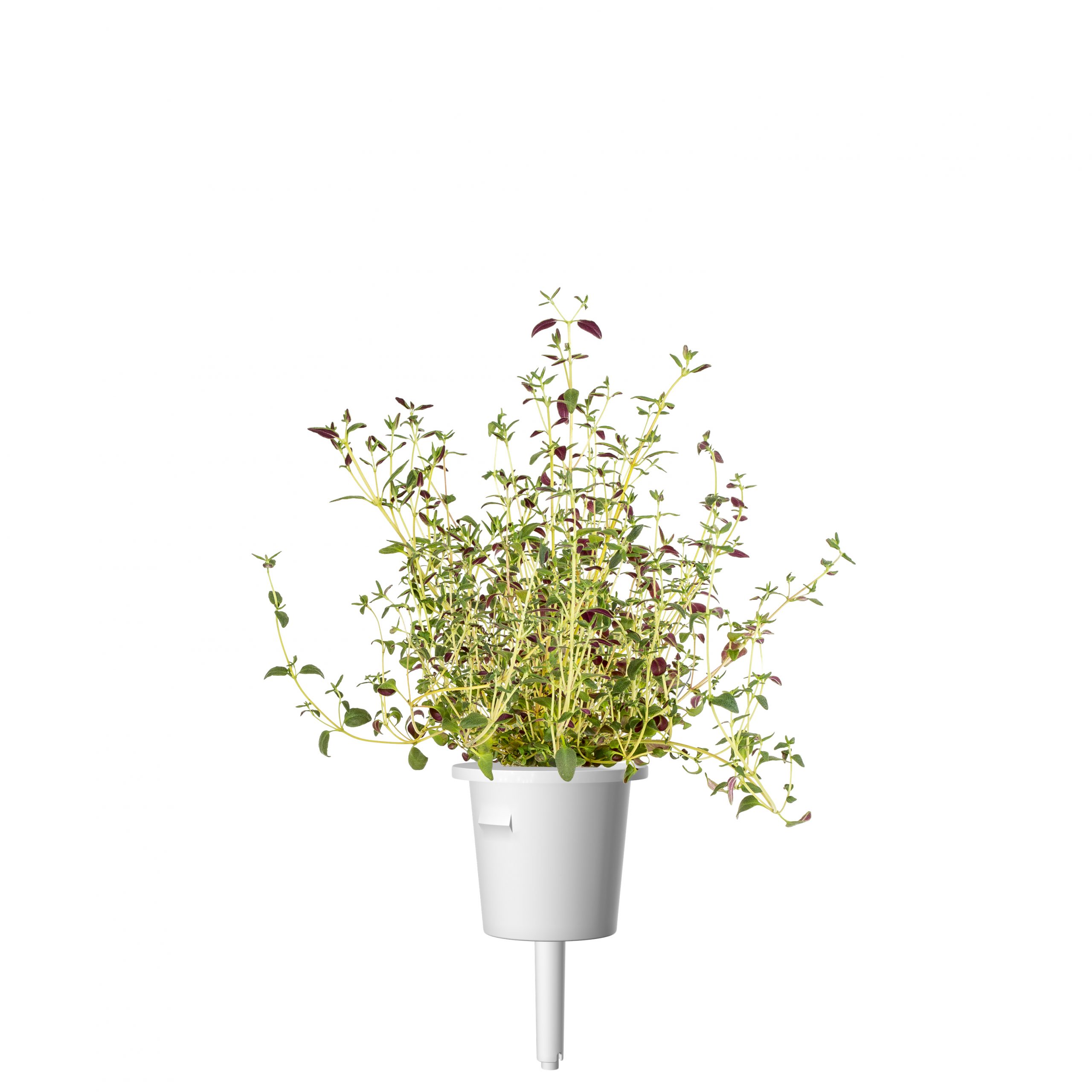 Click & Grow Tijm Pods