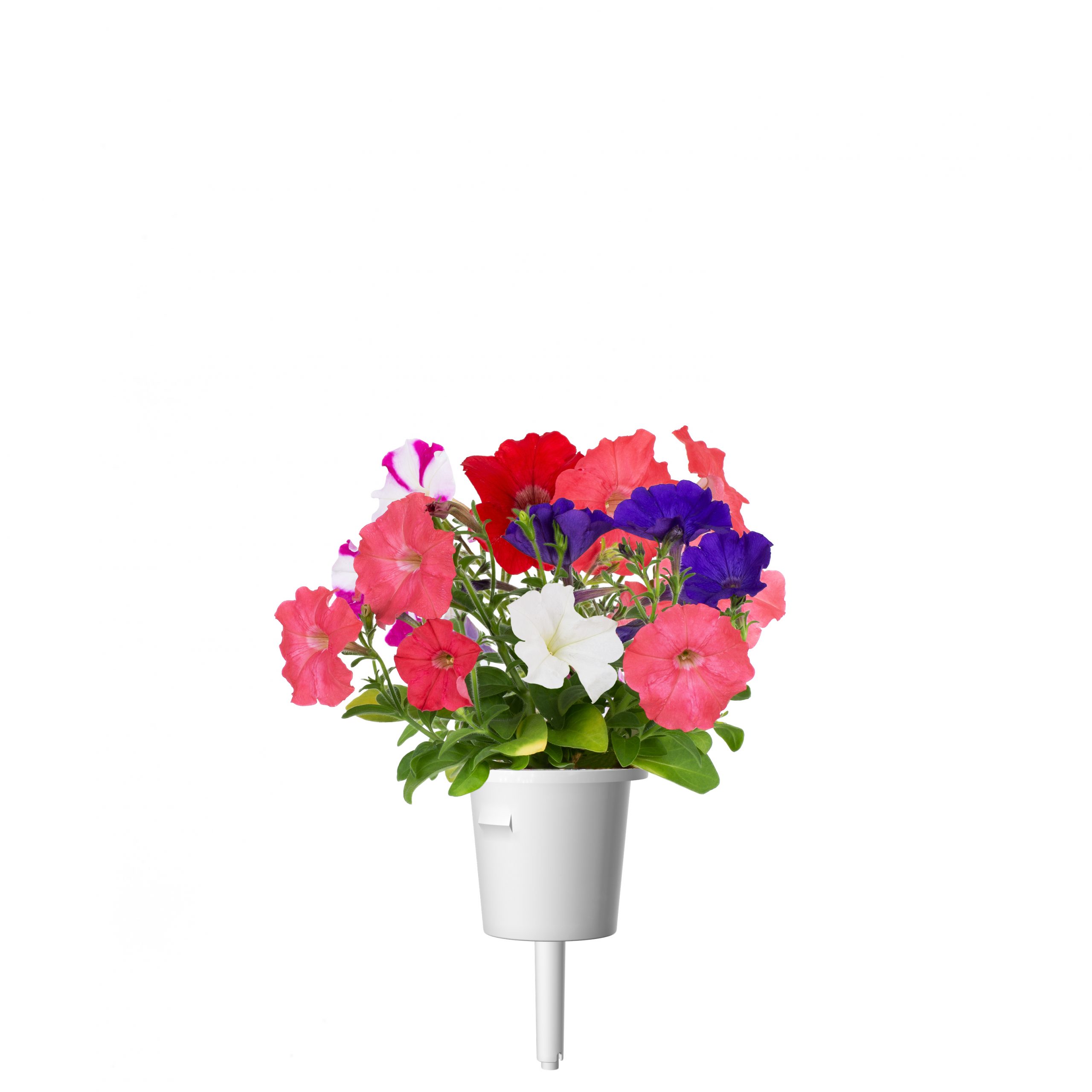 Click & Grow Petunia Pods